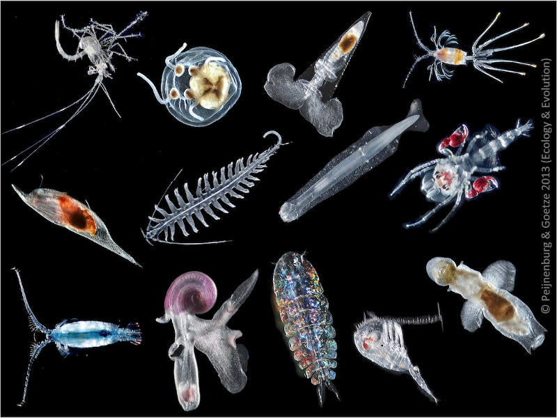 Дафнии и циклопы зоопланктон. Зоопланктон каланоиды. Планктон зоопланктон. Планктон фитопланктон и зоопланктон.